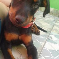 Cindy linda