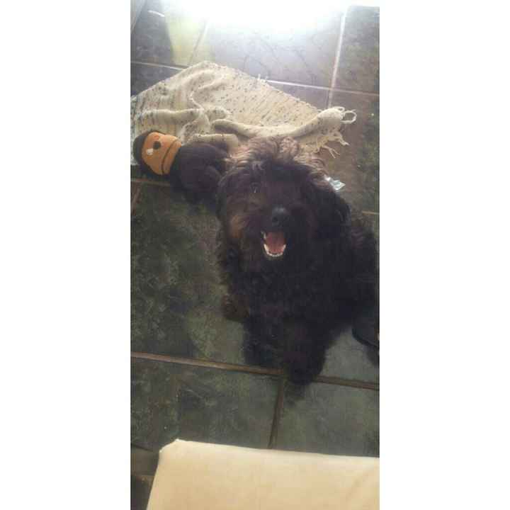Meu cachorro na cerimônia - 1