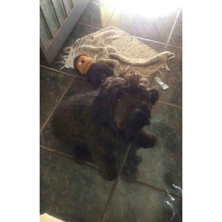 Meu cachorro na cerimônia - 2