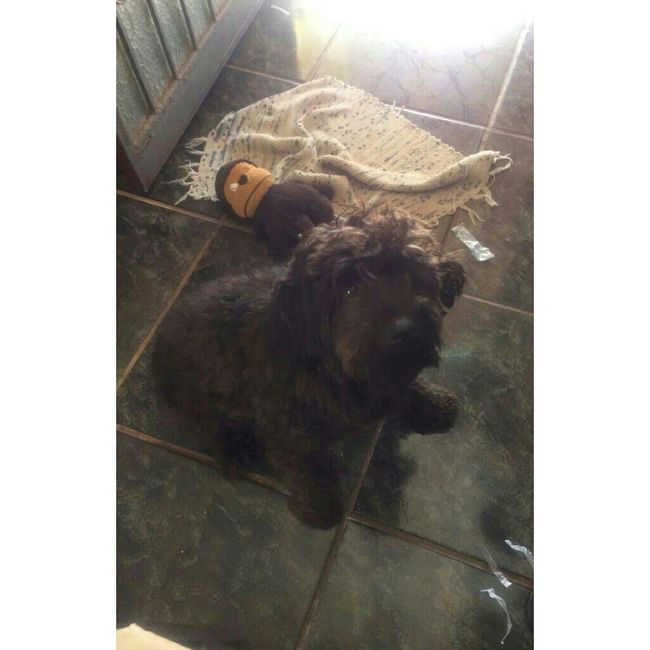 Meu cachorro na cerimônia - 2