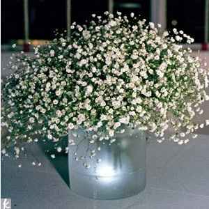 Gipsofilas