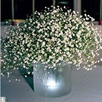 Gipsofilas