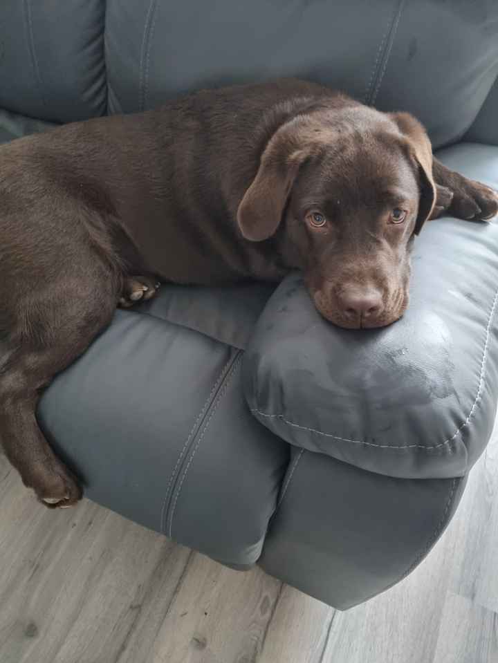 e o mascotinho da família? Como fica? 🐾 - 1