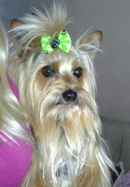 Meu filho de quatro patas vai anunciar minha entrada... - 1