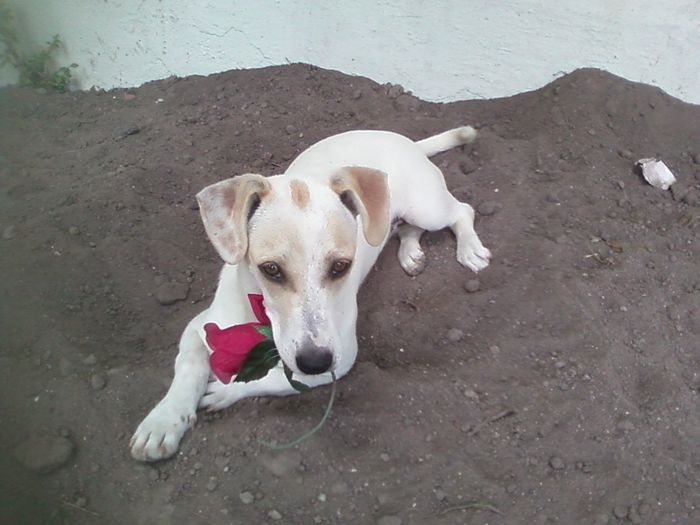 Bichinho de estimacao - 1