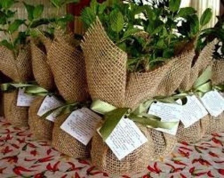Lembrança plantinha