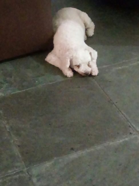  Quem não levou o pet pra casa nova? - 1