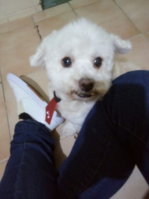  Quem não levou o pet pra casa nova? - 2