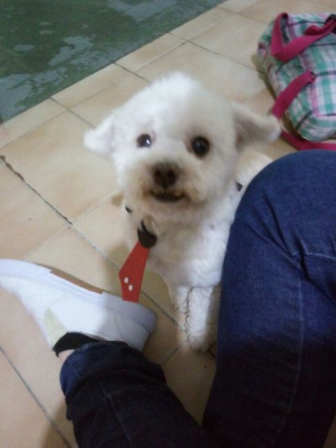  Quem não levou o pet pra casa nova? - 3