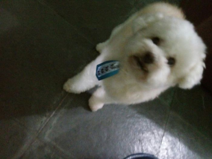  Quem não levou o pet pra casa nova? - 4