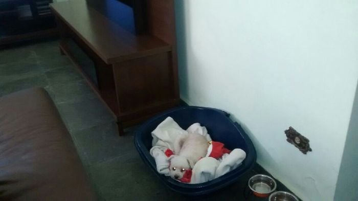 Quem não levou o pet pra casa nova? - 5