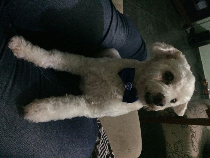  Quem não levou o pet pra casa nova? - 6