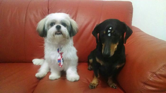 Pajem canino - 1