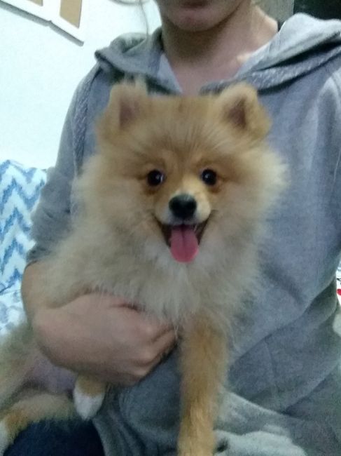 Filho de 4patas - 1