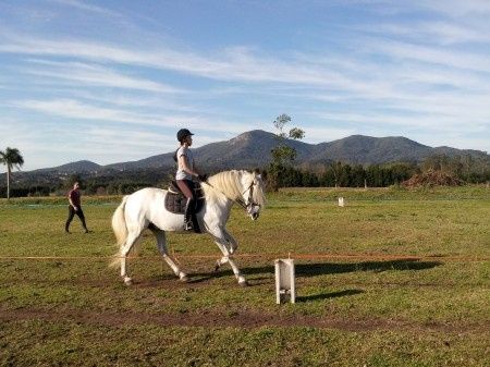 Cavalo do casamento