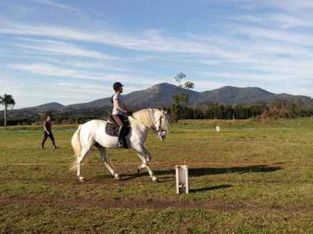 Cavalo do casamento