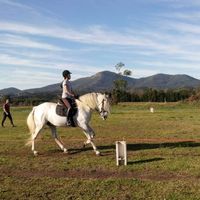 Cavalo do casamento