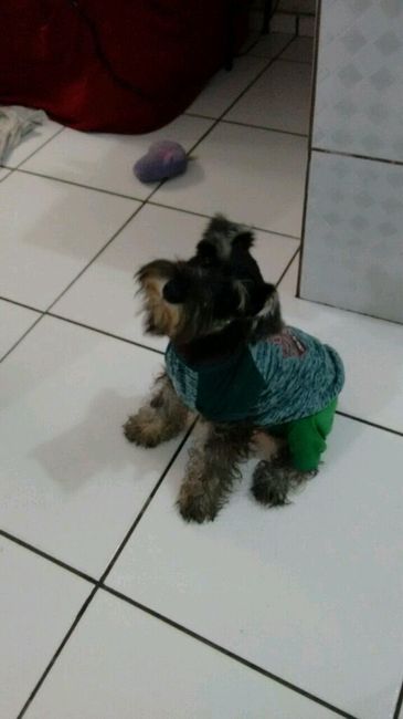 Filhote de pêlo dodói e ausente na comu!! - 6