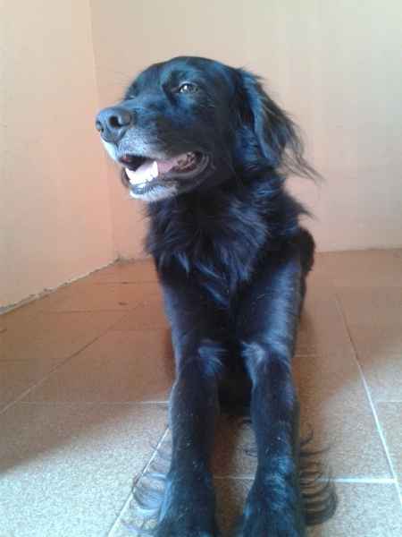 Cachorro na cerimônia - 1