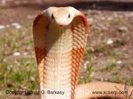 eu adoro cobras