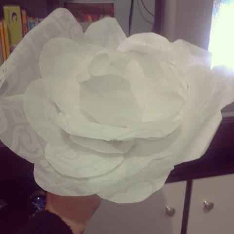 primeira flor 