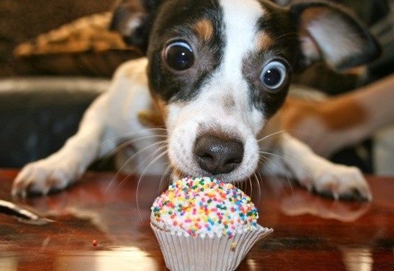 dogdoce