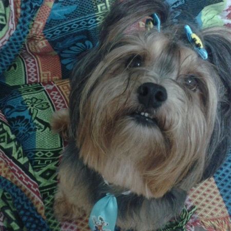 Meu cão vai estar na cerimônia rs - 2
