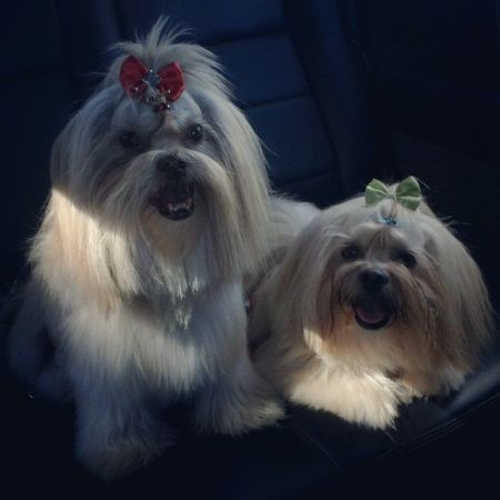 Meu cão vai estar na cerimônia rs - 5