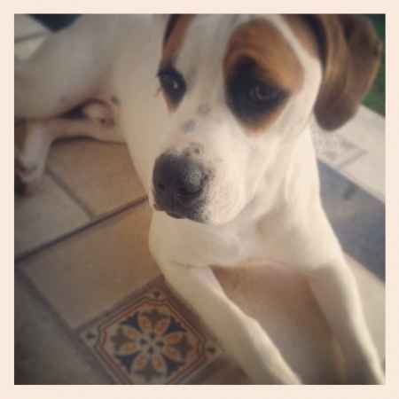 Meu cão vai estar na cerimônia rs - 1