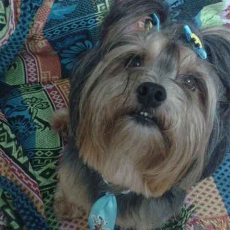 Meu cão vai estar na cerimônia rs - 2