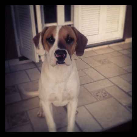 Meu cão vai estar na cerimônia rs - 3