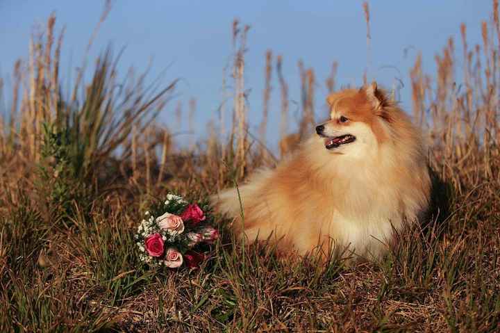 Pré wedding com o pet - 4