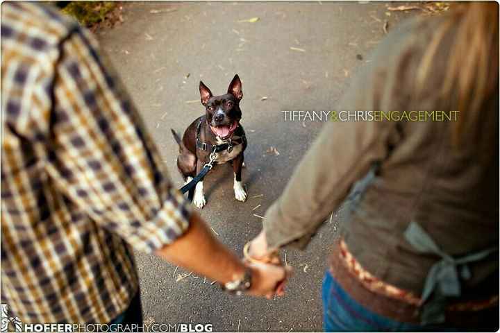 Pré wedding com o pet - 7