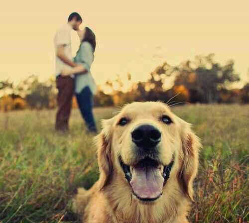 Pré wedding com o pet - 8