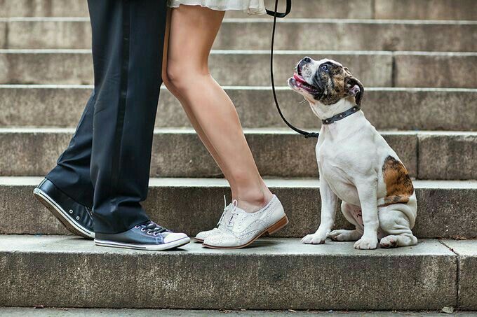 Pré wedding com o pet - 5
