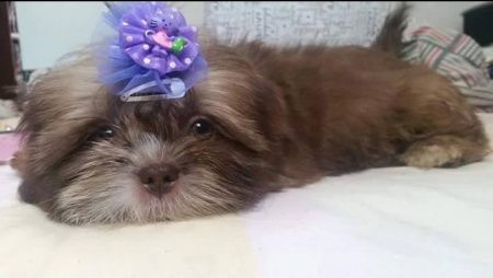 Meu amigo pet - 3