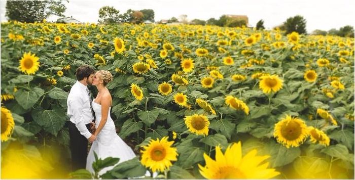 Amor em amarelo: Casal e Girassóis!