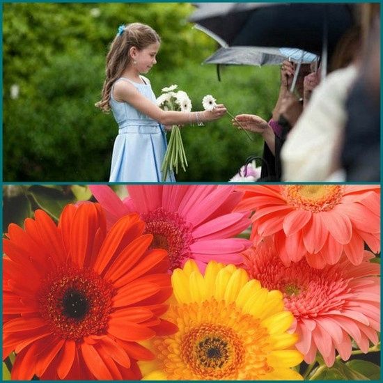 Flores
