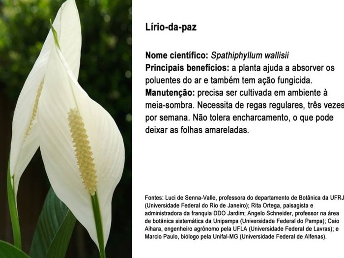 planta 4