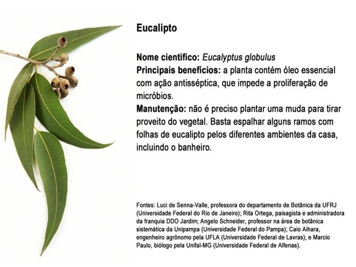planta 5