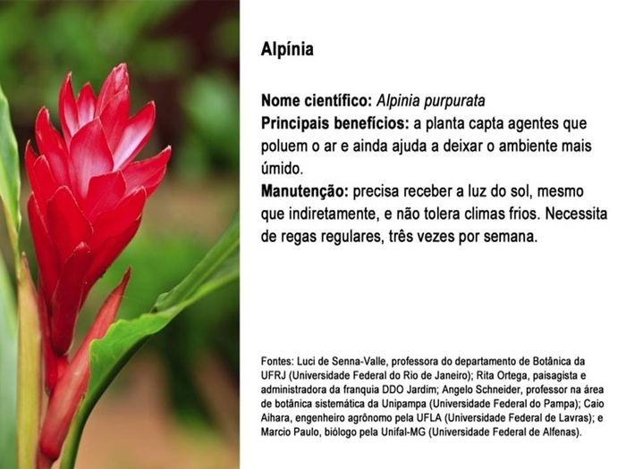 planta 6