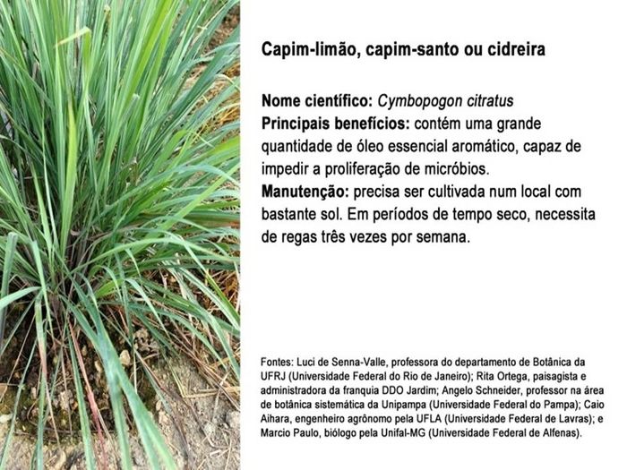 planta 7