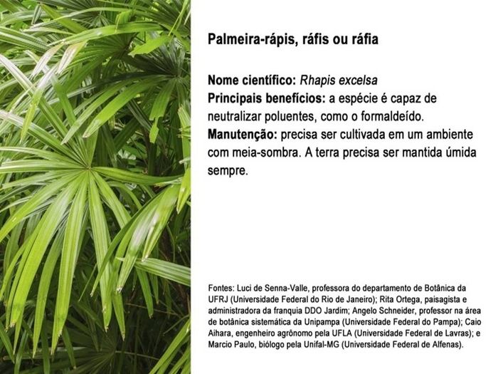 planta 8