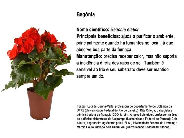 planta 9