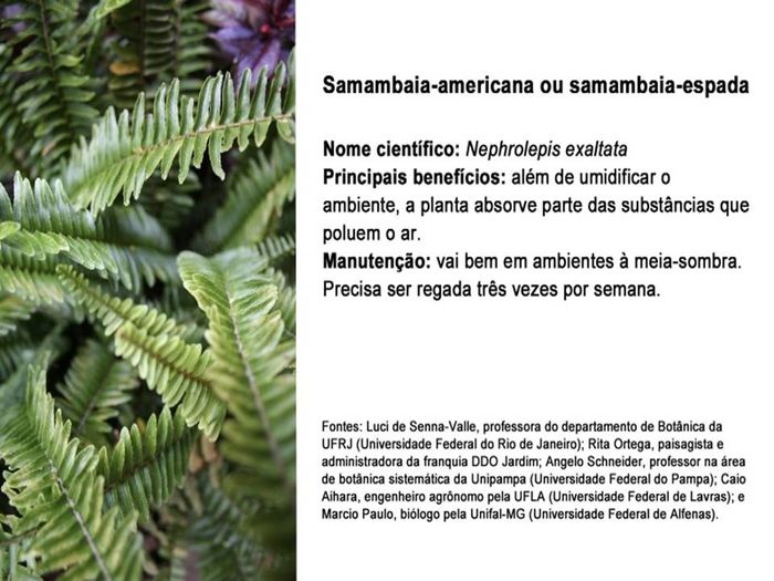 planta 10