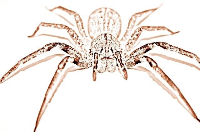 Aranha