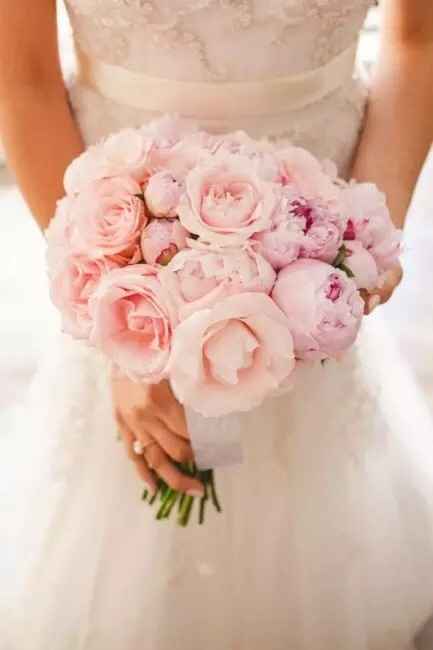 Amo Rosa