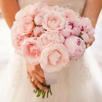 Amo Rosa