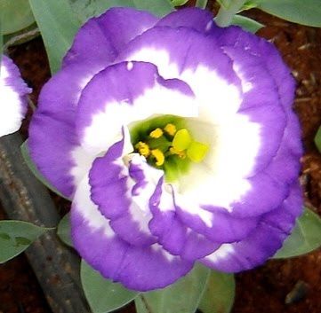 Lisianthus Roxa
