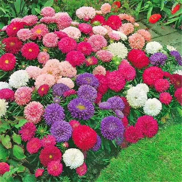 #noivamusa- dicas de flores para a decoração - 9